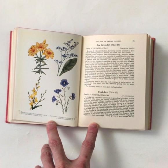 The Book of Garden Flowers - 1954 - Picture 8 of 16